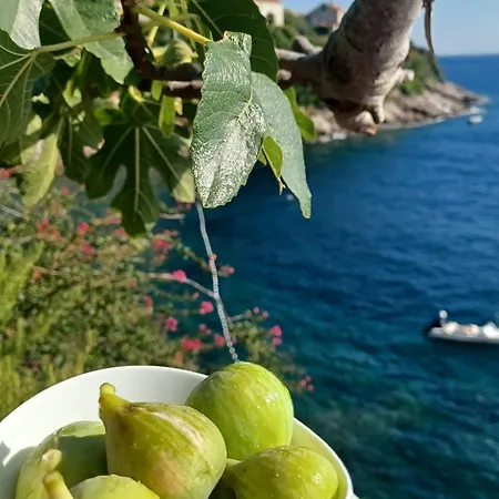 Neve * Dubrovnik